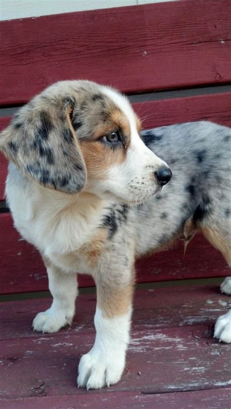 gray white and brown dog