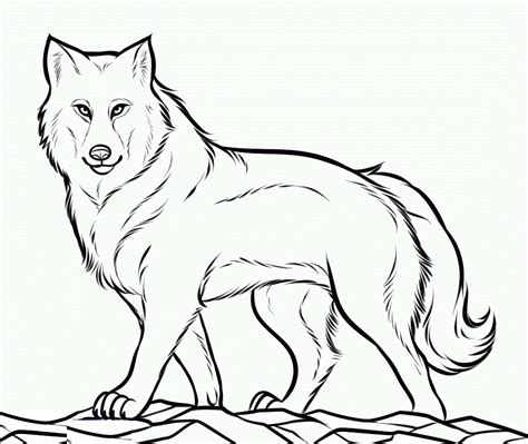 gray wolf pictures to color