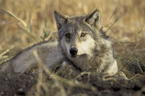 gray wolf scientific name