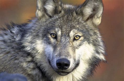 gray wolves in colorado