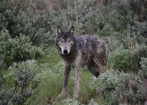 gray wolves in oregon