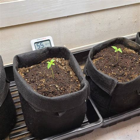 Grease Monkey Grow Journal