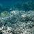 great barrier reef australia dead