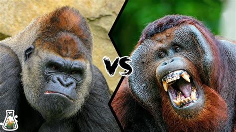great ape vs gorilla
