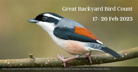 great backyard bird count 2023 checklist