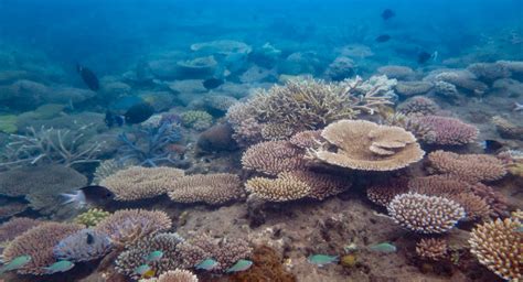great barrier reef recovery 2022