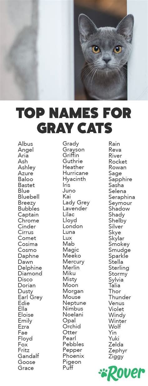 great cat names for grey cats