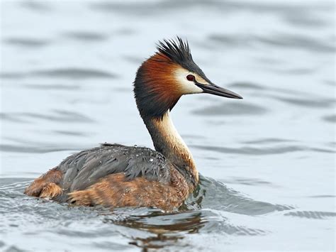 great crested grebe call