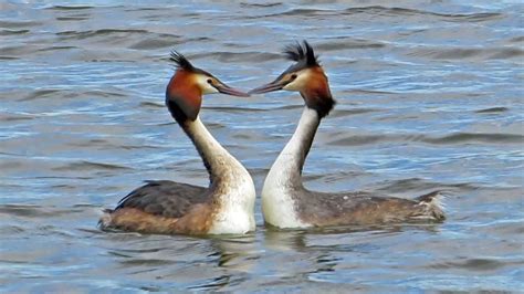 great crested grebe courtship dance