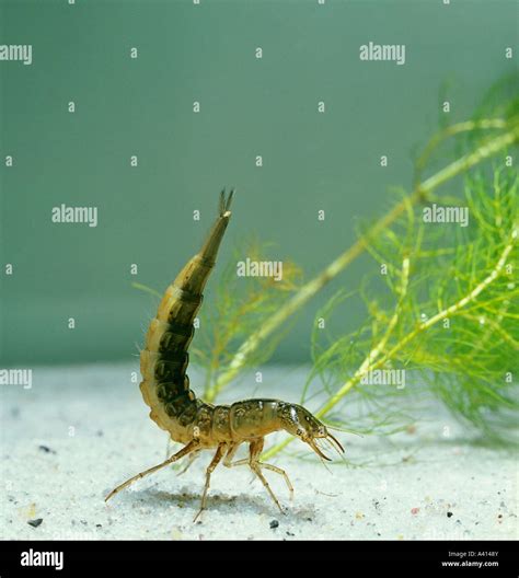 Great Diving Beetle Eggs