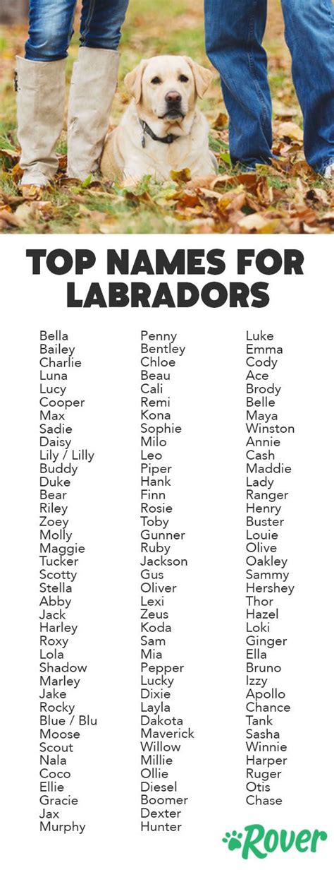 Great Dog Names for Labs