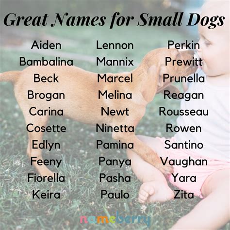 Great Dog Names for Small Dogs