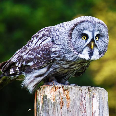 great grey owl photos