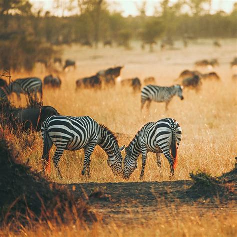 Great Migration Safari