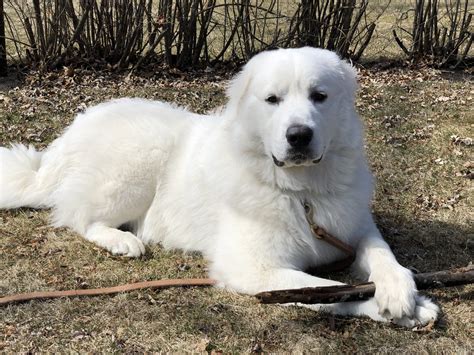 Great Pyrenees Dog Names Male