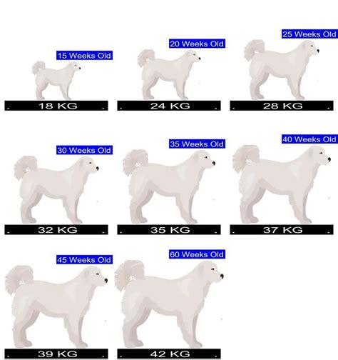 Great Pyrenees Height Chart
