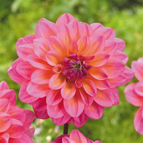 great silence dahlia height