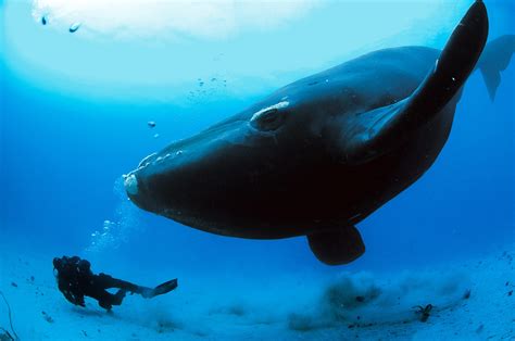 great southern right whale