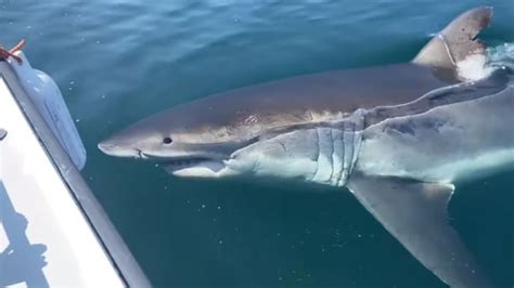 great white shark grand manan