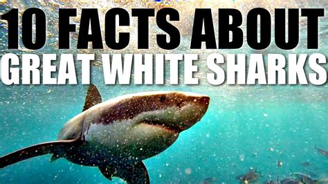 great white shark interesting facts for kids