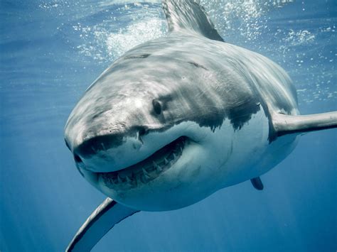 great white shark stock photo