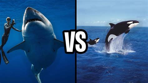 great white versus killer whale