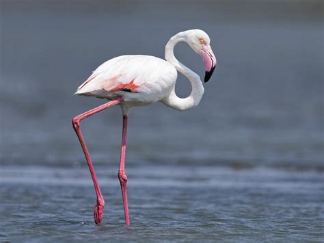 A Guide to the Greater Flamingo: The Tallest Bird in the World
