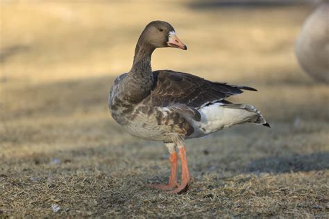 greater white fronted goose sounds