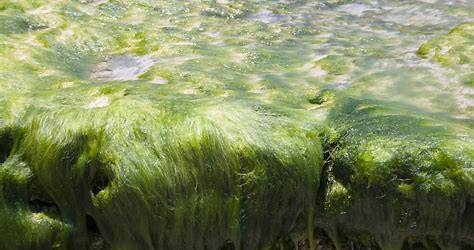 Green Algae In