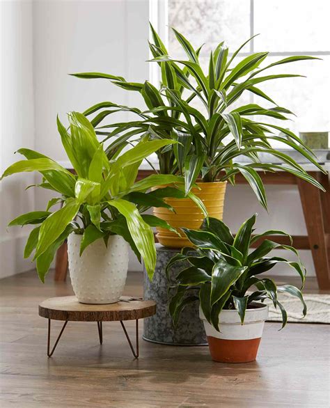 How To Identify House Plants identification House plants What and