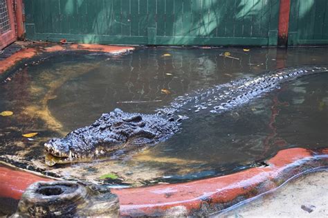 Green Island Australia Crocodile