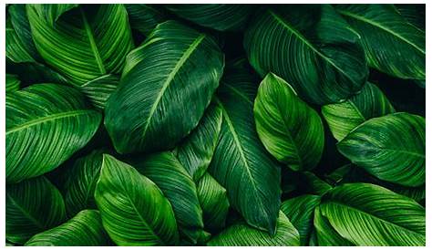 Green Plants Wallpaper Hd Download 1920x1080 Fresh, , Leaf