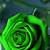 green rose mobile wallpaper