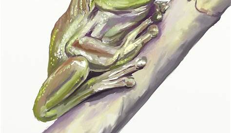 Green Frog Art Print By Cantus Design By Humans