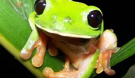 Green Tree Frog | Tree frogs, Cute frogs, Green tree frog