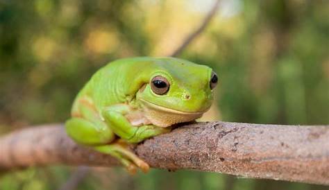 Citizen Scientists Jump Online to Save Australia's Frogs - World