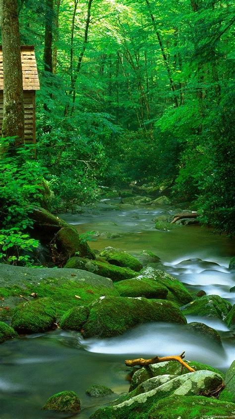 Green Wallpaper For Mobile: Embrace Nature On Your Screen