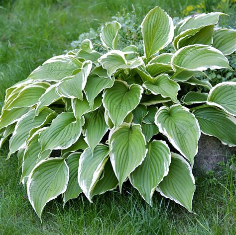 green & white hosta
