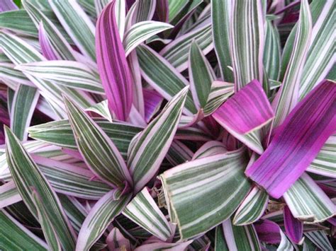 green and white leaf plant with purple flowers