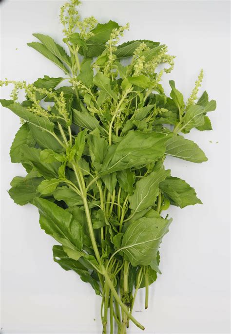 green basil
