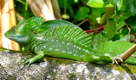 green basilisk