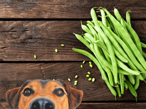 Green Beans Dogs Safe