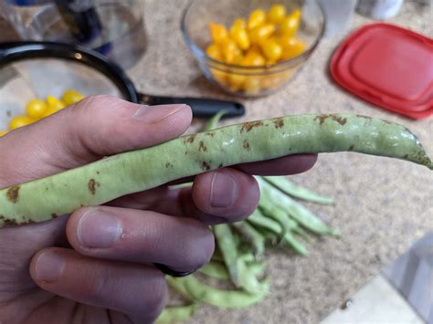 Green Beans Get Brown Spots