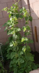 Green Beans Zone 9B