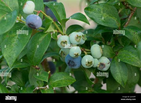 green blueberry