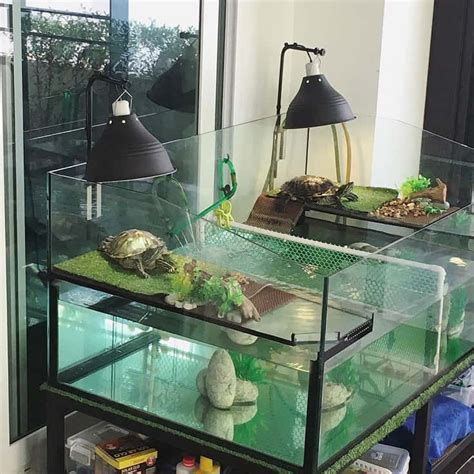green carpet in turtle tank