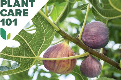 Green Fig Tree Care