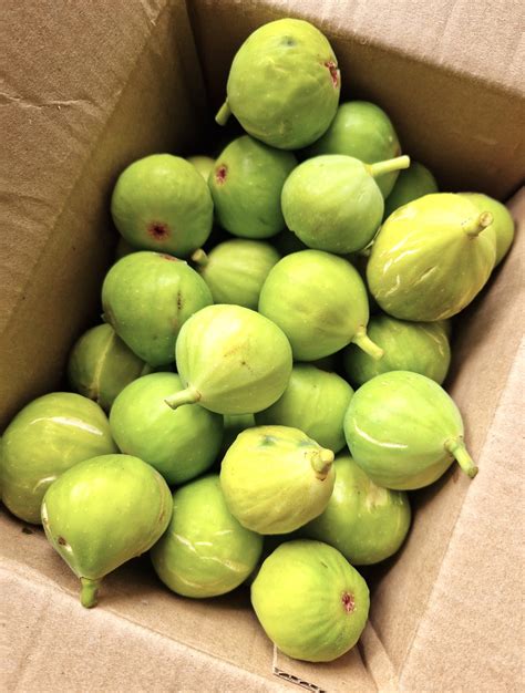Green Figs Uk