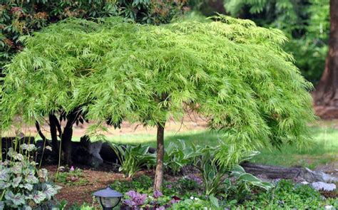 green laceleaf japanese maple tree