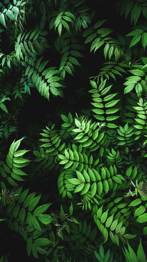 Green Leaf Wallpaper For Iphone